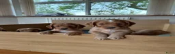 Cocker Spaniel dogs for sale: Gorgeous Working Cocker Spaniels in Northallerton - Advert 5