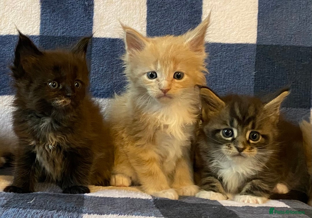 Maine Coon cats for sale: Beautiful Maine Coon Kitten - Champion Lines - Image 12
