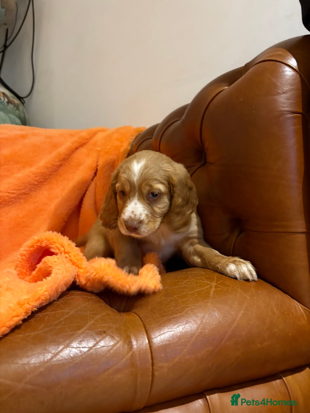 Cocker Spaniel dogs for sale: Cocker spaniels  - Image 17