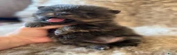 Pomeranian dogs for sale: Exclusive Stunning KC reg Teddy Bear Poms - Advert 20