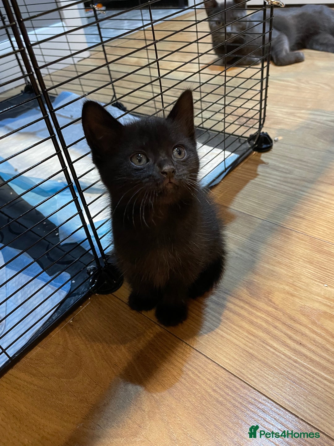 Ragdoll cats for sale: Half Ragdoll KITTENS - Image 25