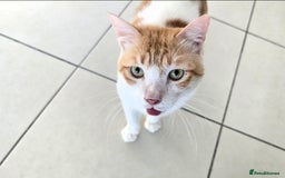 Mixed Breed cats for adoption: [Indoors only] Goofy! Adorable clingy champ! - Advert 1