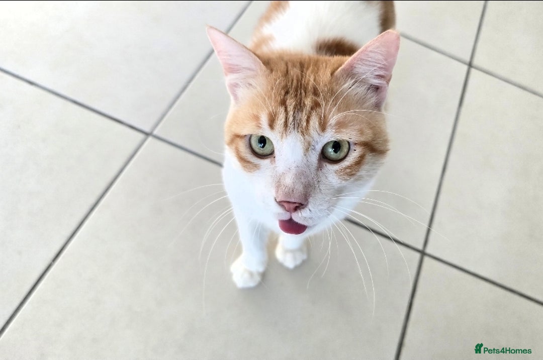 Mixed Breed cats for adoption: [Indoors only] Goofy! Adorable clingy champ! - Advert 1