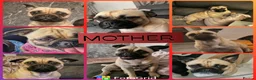 Frug dogs for sale: Beautiful frug puppies (5girls & 4boys) - Advert 3