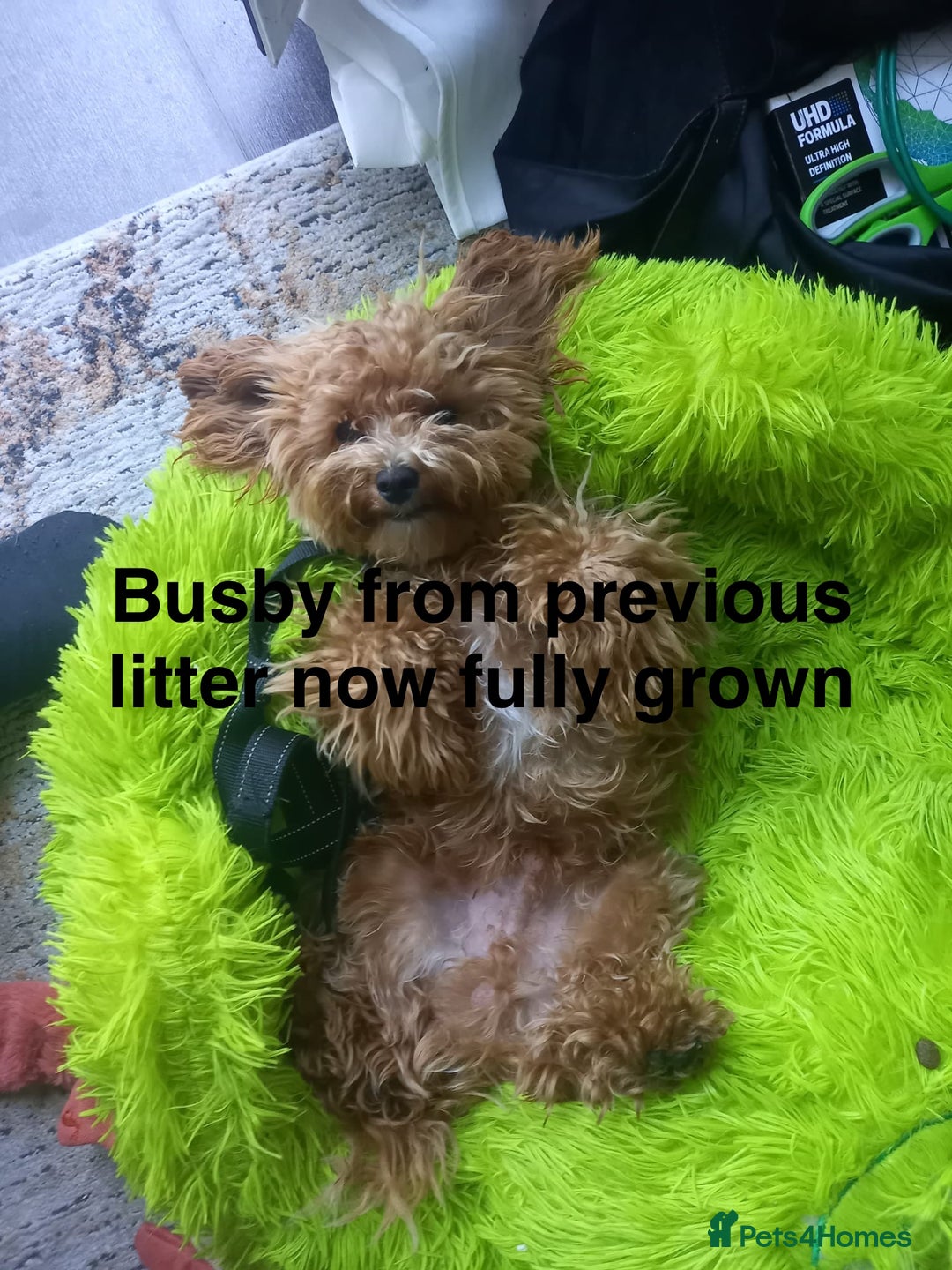 Maltipoo dogs for sale: Rare maltipoo puppies please read description  - Advert 12
