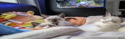 Ragamese cats for sale: Jazmine - Advert 8