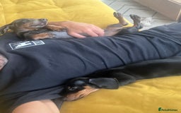 Miniature Dachshund dogs for sale: Adorable Dachshund Puppies for Sale! - Image 5