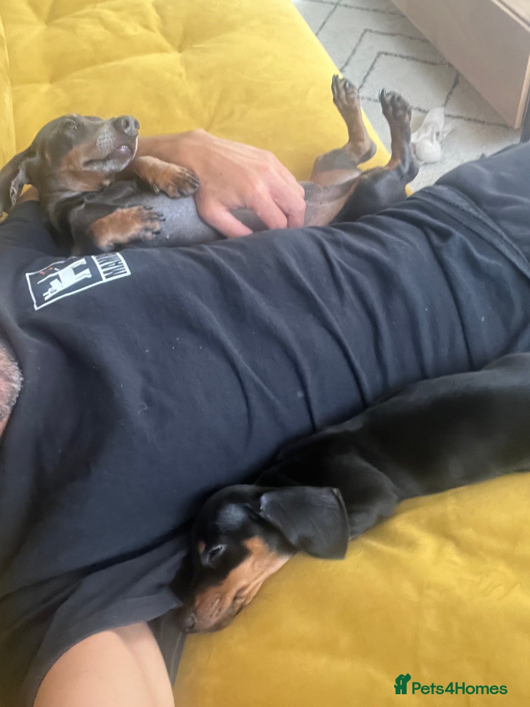 Miniature Dachshund dogs for sale: Adorable Dachshund Puppies for Sale! - Image 5