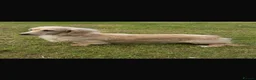 Miniature Dachshund dogs for sale: Champion bloodline miniature long haired dachshund - Advert 28