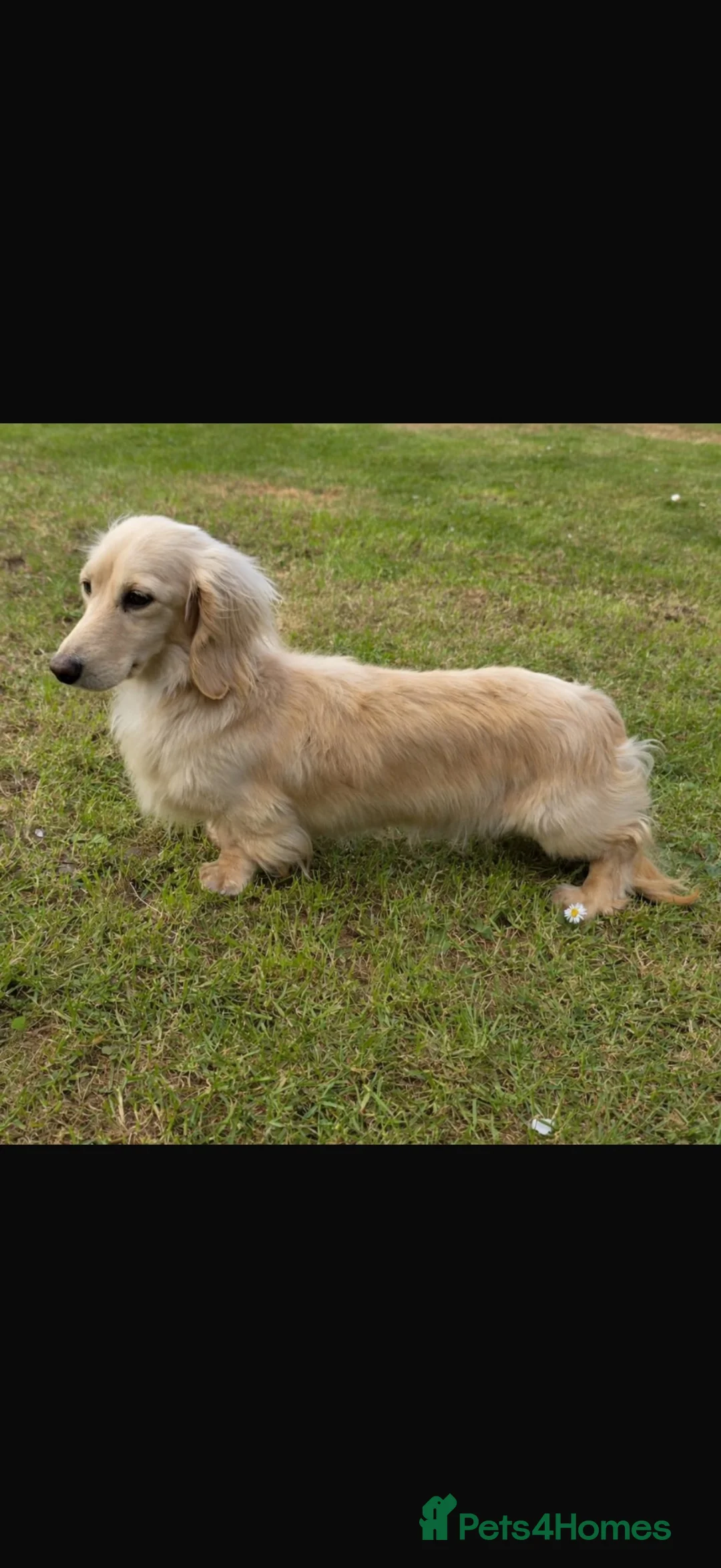 Miniature Dachshund dogs for sale: Champion bloodline miniature long haired dachshund - Advert 28