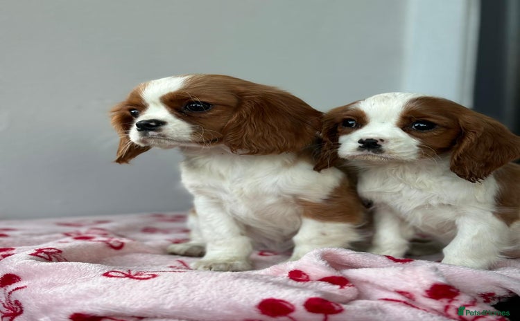 Cavalier King Charles Spaniel dogs - Advert 8