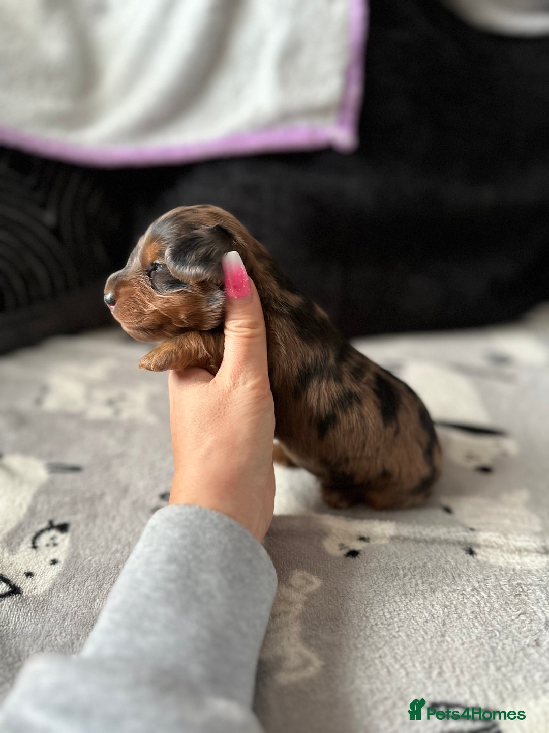 Miniature Dachshund dogs for sale: Miniature Dachounds  - Advert 9