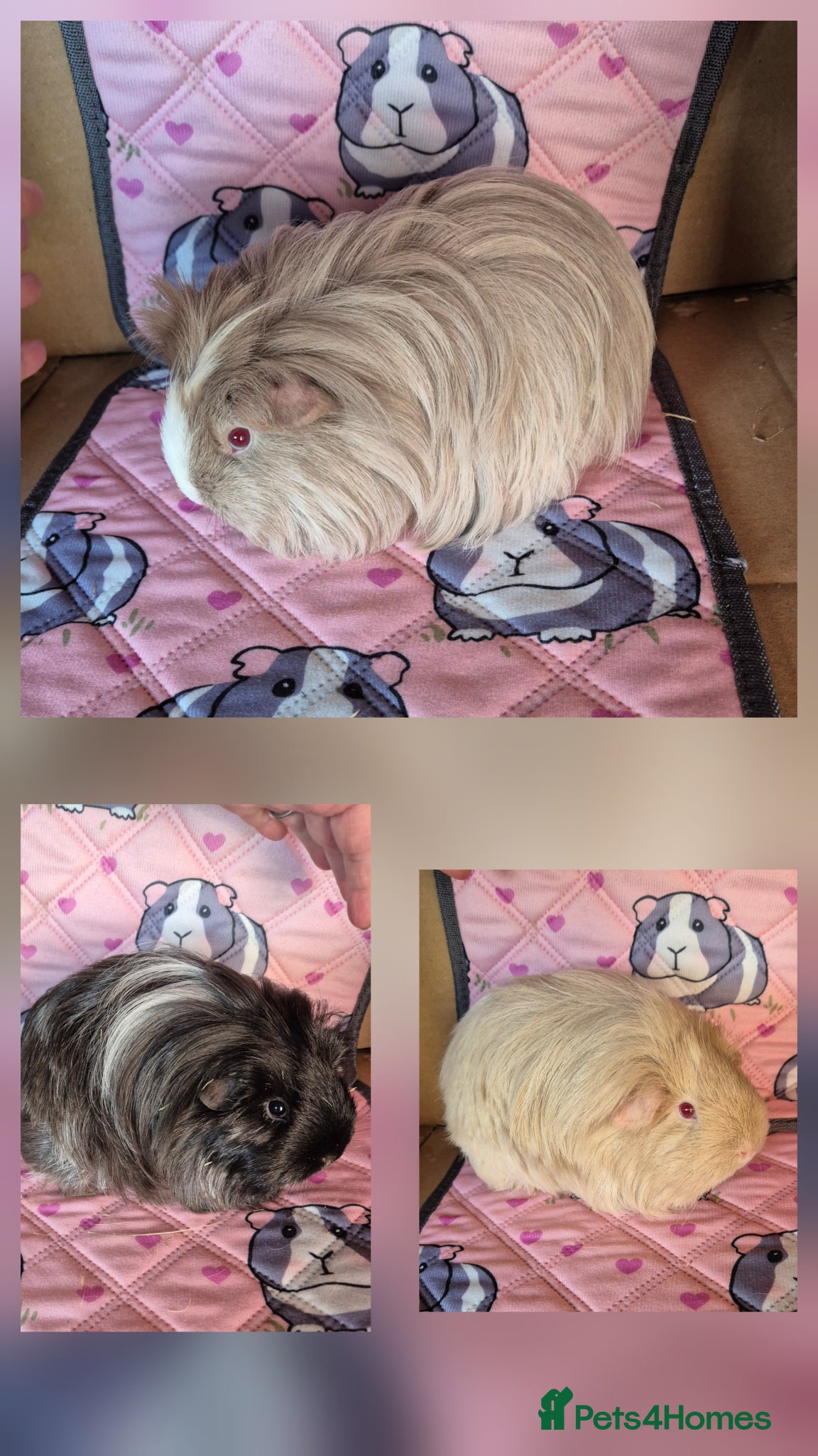 Guinea Pig rodents Beautiful Female Sheltie Sows  - Advert 9