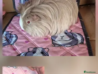 Guinea Pig rodents Beautiful Female Sheltie Sows - Advert 9