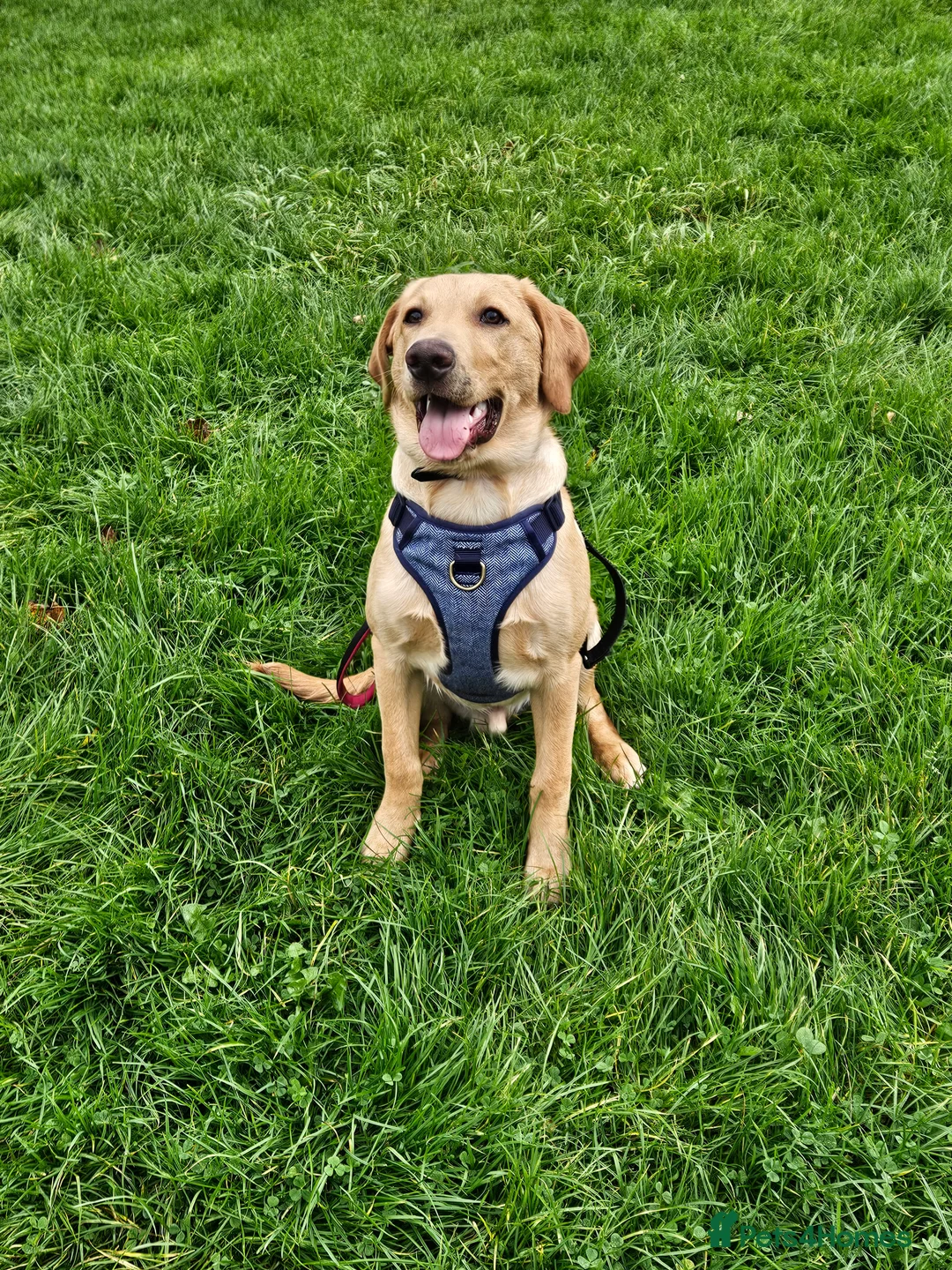 Labrador Retriever dogs for sale: Male 9 month labrador - Advert 5