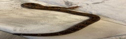 Boa Snake reptiles for sale: Baby Boa Constrictor  - Advert 7