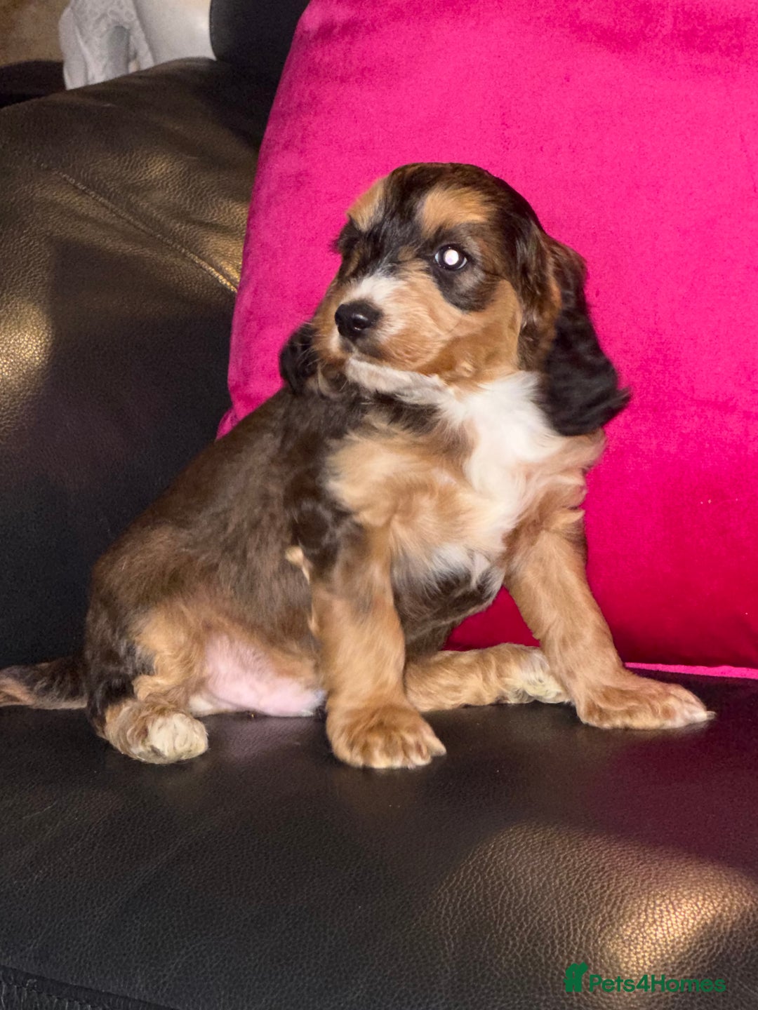 Cockapoo dogs for sale: Cockapoo pups one boy available  - Advert 16