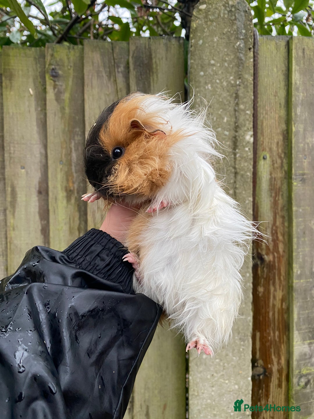 Guinea Pig rodents for sale: Fluffy long haired Peruvian cross Sheltie babies - Advert 10