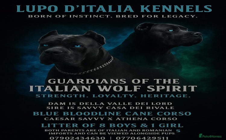 Cane Corso dogs - Advert 4