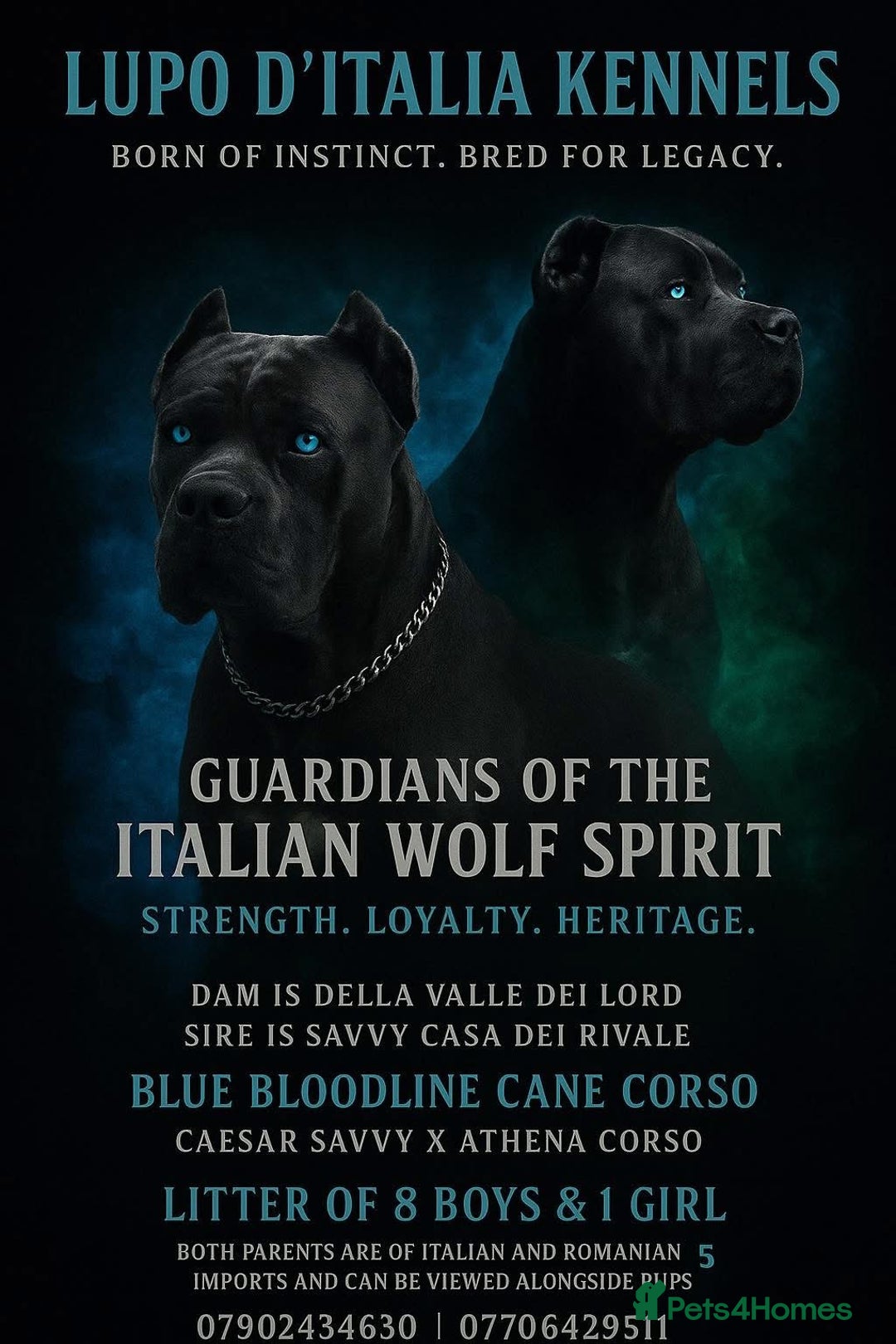 Cane Corso dogs for sale: Lupo D’Italia Kennels - Image 1