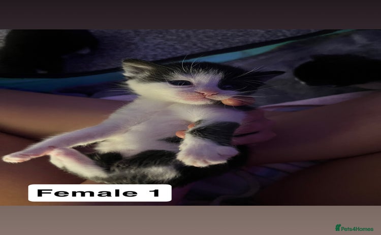Mixed Breed cats - Advert 19