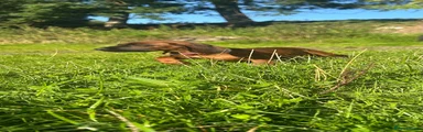 Bavarian Mountain Hound 6