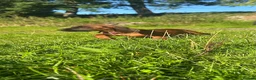 Bavarian Mountain Hound dogs for sale: Bavarian mountain hound pups - Advert 13