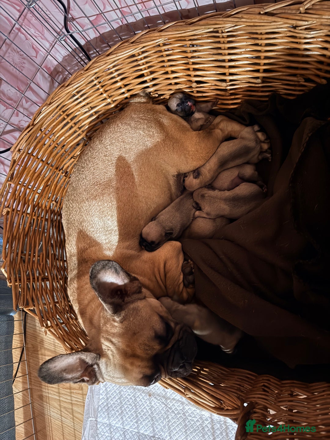 French Bulldog dogs for sale: Pedigree Mum Frenchy Pups-Gorgeous and ready soon! - Advert 6