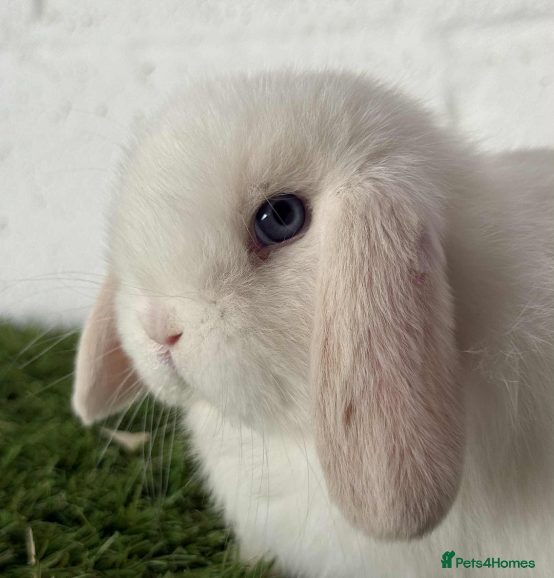 Mini Lop rabbits for sale: Stunning beautiful white mini lop - Image 2
