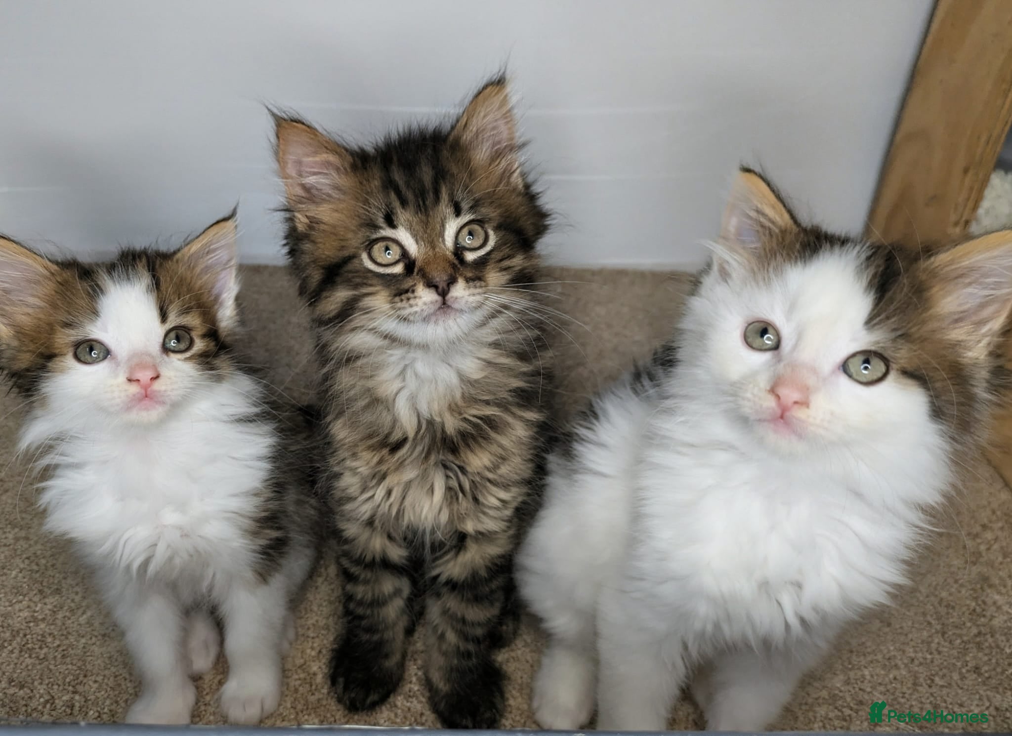 Maine Coon cats  Beautiful Maine coon kittens  - Advert 5