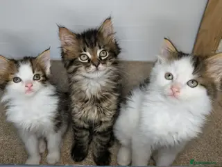 Maine Coon cats Beautiful Maine coon kittens - Advert 11