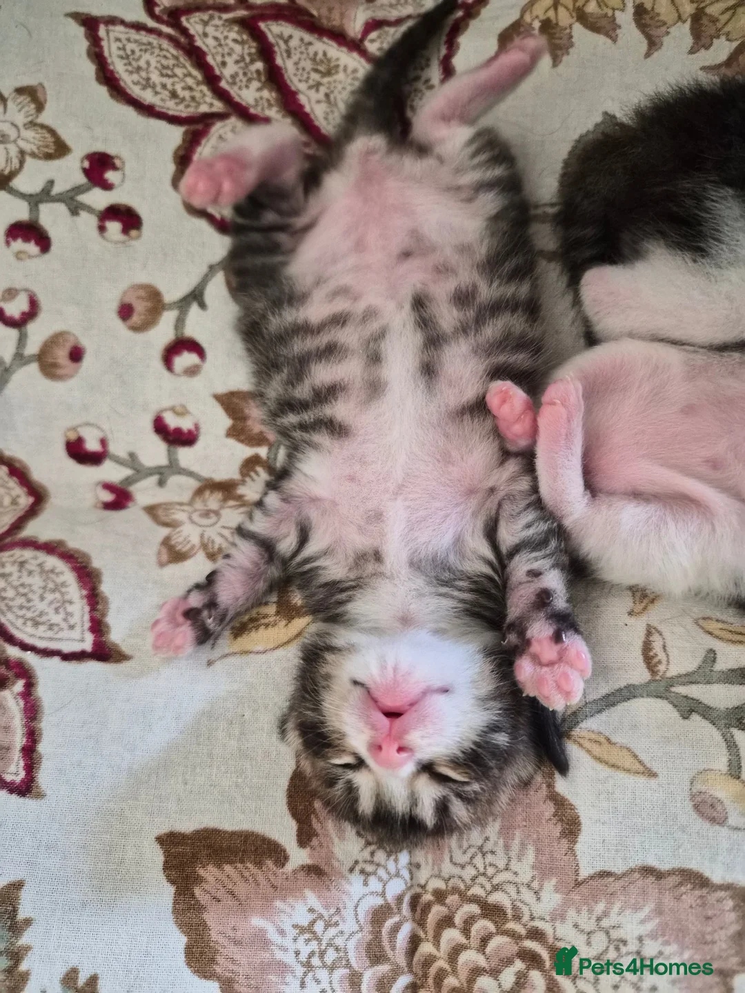Mixed Breed cats for sale: Adorable and Playfull Kittens  - Advert 1