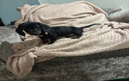Dachshund dogs for sale: Beautiful standard dachshund litter   - Image 7