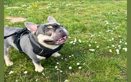 French Bulldog dogs for adoption: BEAR - needs a new, loving home. - Image 1