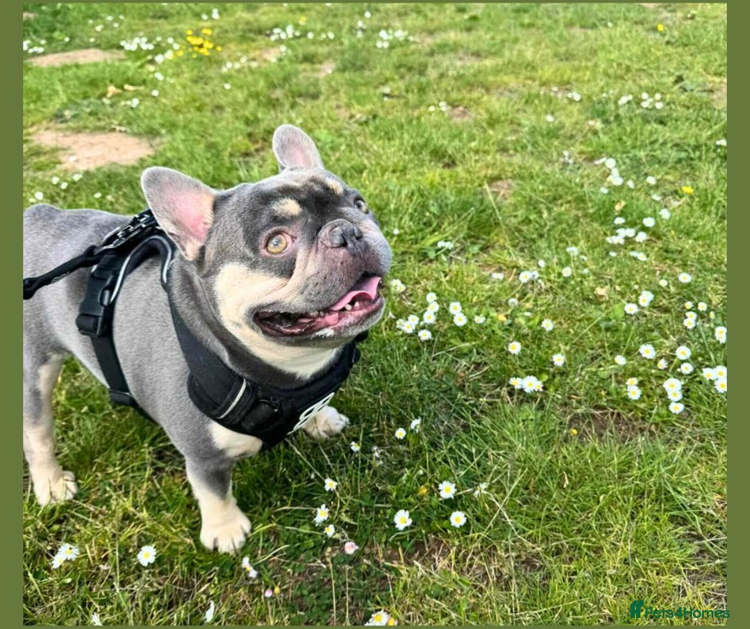 French Bulldog dogs for adoption: BEAR - needs a new, loving home. - Image 1