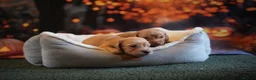 Miniature Dachshund dogs for sale: Beautiful cream mini longs, IVDD Screened parents  - Advert 5