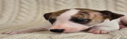 Whippet dogs for sale: Stunning Show Quality Ch Sired Whippet Puppies  - Advert 8