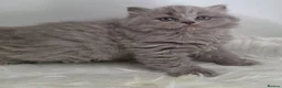 British Shorthair cats for sale: Champion 🏆 lilac female British Longhair  - Advert 3