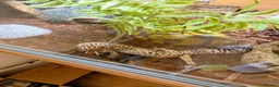 Leopard Gecko reptiles for sale: Leopard gecko [pickle] for sale in Abingdon - Advert 1