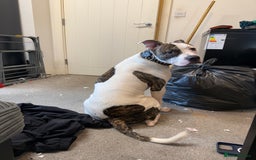 American Bull Staffy dogs for sale: American staff bull terrier  - Image 10