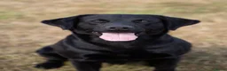 Labrador Retriever dogs for sale: Beautiful Pedigree Lab Puppies For Sale! - Advert 12