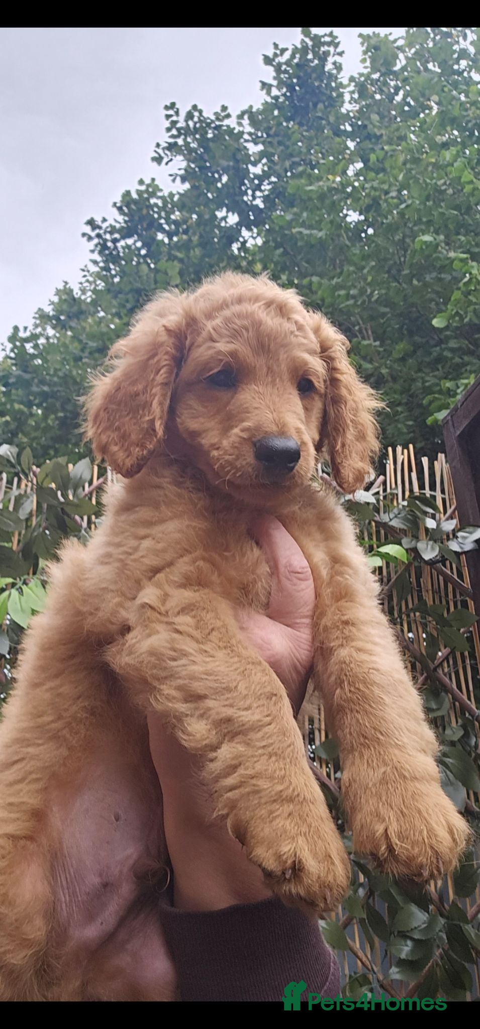 Cavapoo dogs Adorable Cavapoo Puppies Looking for Loving Homes - Advert 5