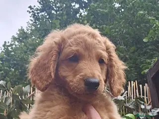 Cavapoo dogs Adorable Cavapoo Puppies Looking for Loving Homes - Advert 5
