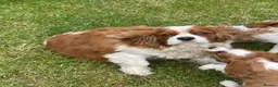 Cavalier King Charles Spaniel dogs for sale: Blenheim Cavalier King Charles Spaniels - Advert 2