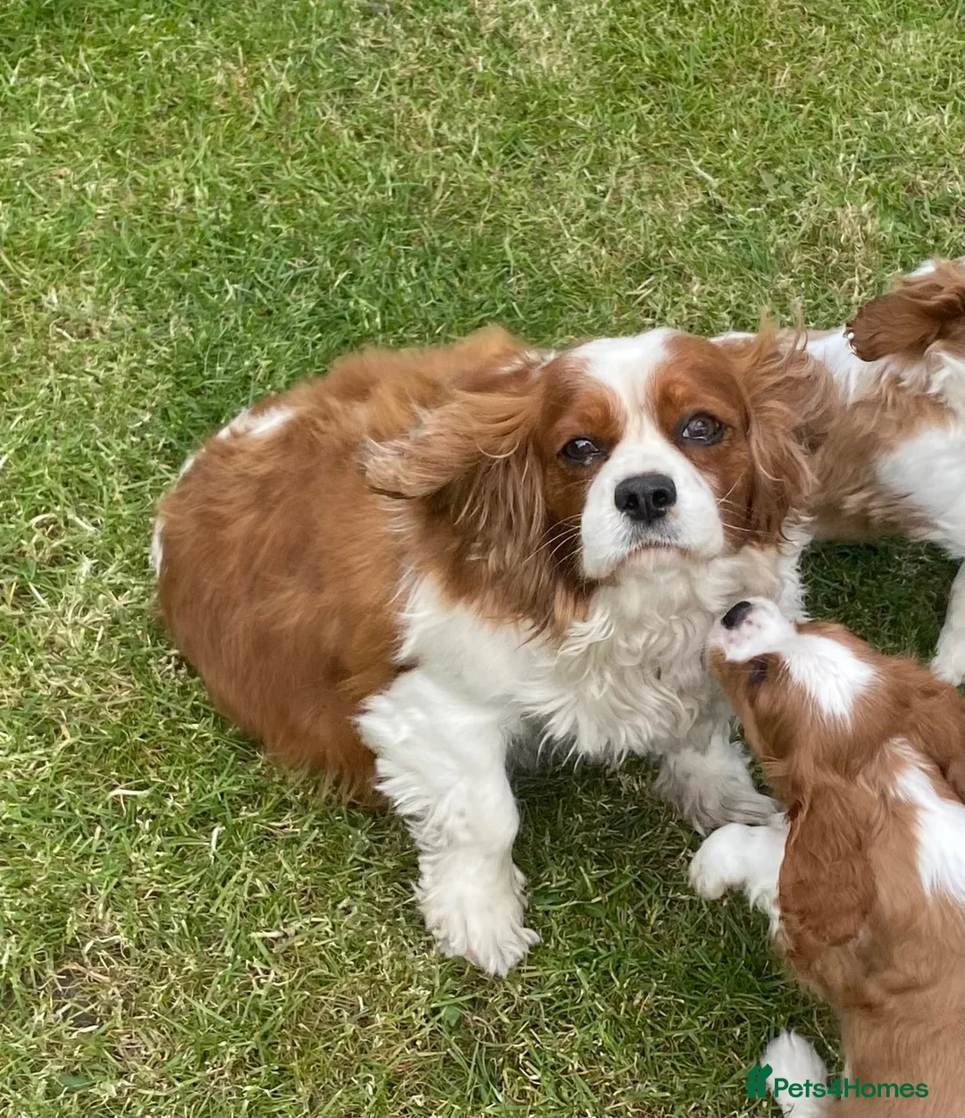 Cavalier King Charles Spaniel dogs for sale: Blenheim Cavalier King Charles Spaniels - Advert 2
