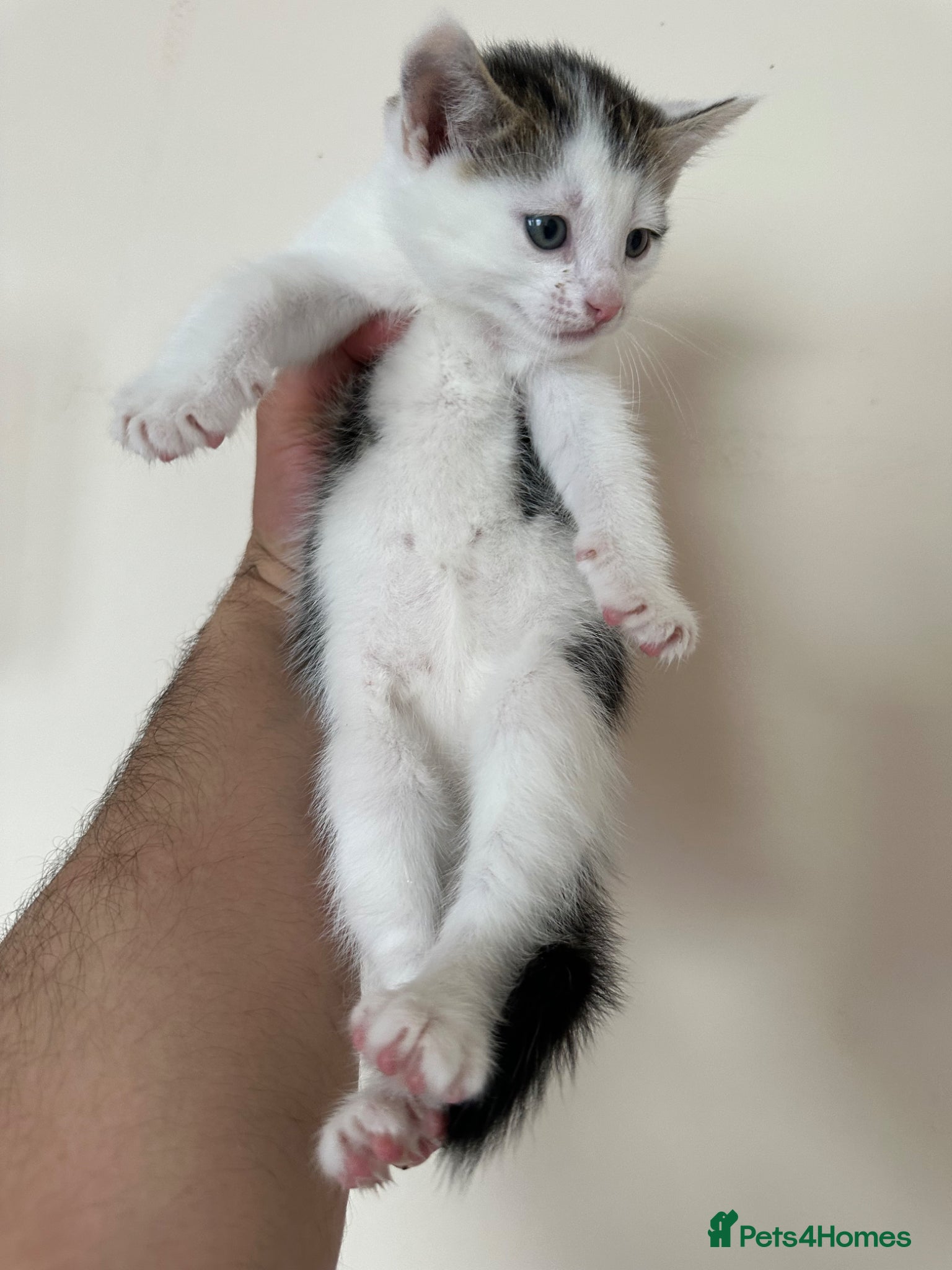 Mixed Breed cats for sale: Half British Short Hair Kittens in Luton - Advert 5