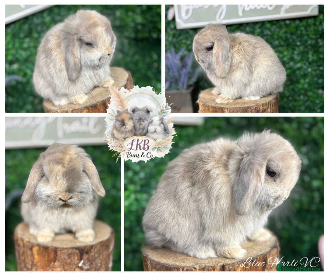 Mini Lop rabbits for sale: ✨PEDIGREE MINI LOPS✨ - Advert 1