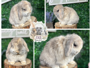 Mini Lop rabbits ✨PEDIGREE MINI LOPS✨ - Advert 18