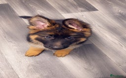 German Shepherd dogs for sale: Czech long hair German shepherd  - Image 12