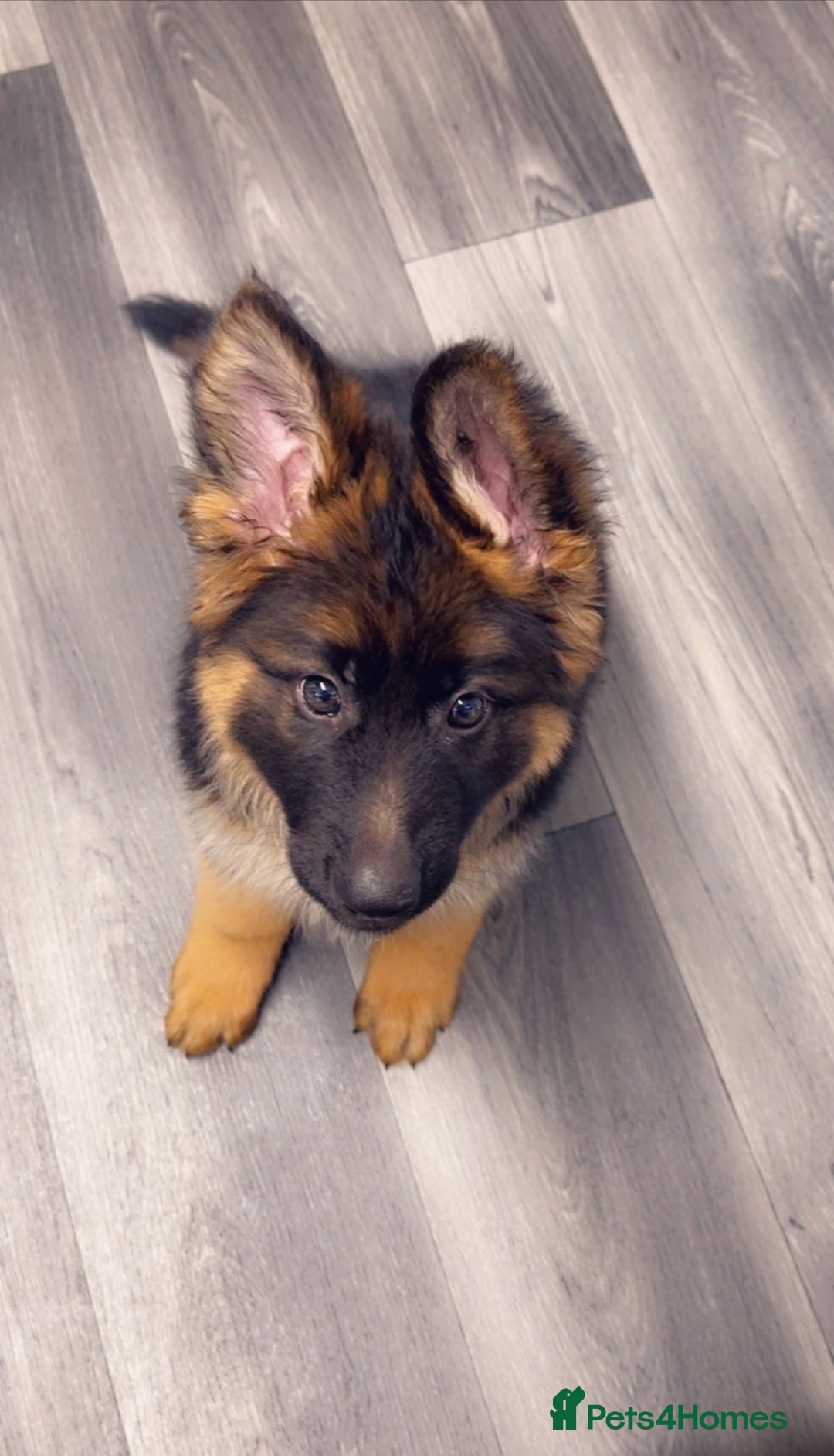 German Shepherd dogs for sale: Czech long hair German shepherd  - Image 12